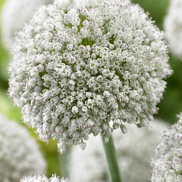 Лук декоративный виноградный Уайт Клауд