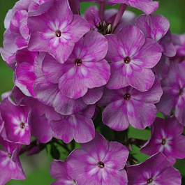 Флокс метельчатый Селена