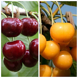 Дерево-сад (2-3х летка) черешня 2 сорта Ипуть-Чермашная