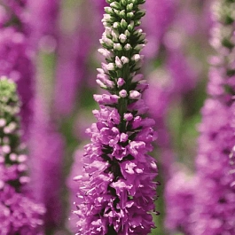 Вероника Ronica Fuchsia