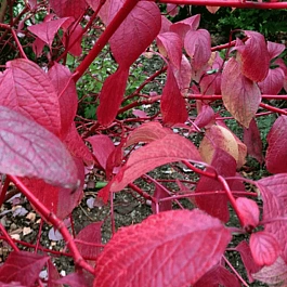 Дерен кроваво-красный Sanguinea