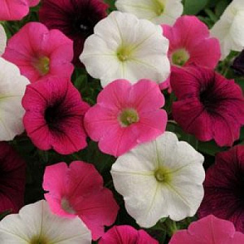 Петуния ампельная F1 Шок Вейв Пауэр микс