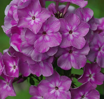 Флокс метельчатый Селена