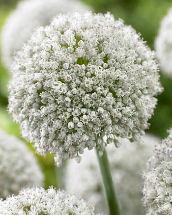 Лук декоративный виноградный Уайт Клауд Лук декоративный виноградный Уайт Клауд