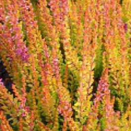 Вереск обыкновенный Firefly