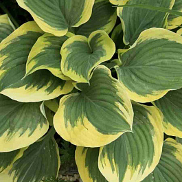 Хоста  Ivory coast