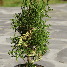 Туя  западная Konfettii