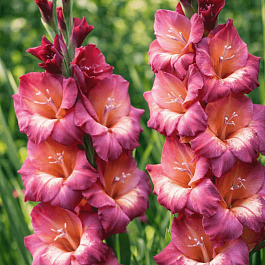 Гладиолус Torino