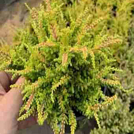 Вереск обыкновенный Loui