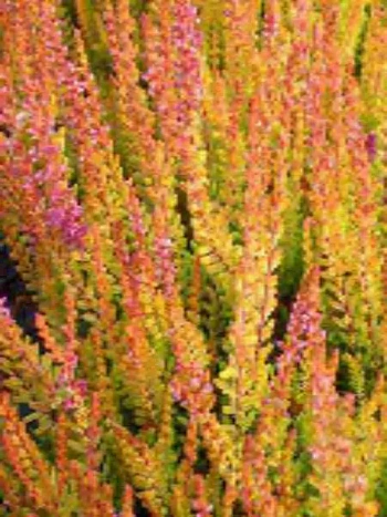 Вереск обыкновенный Firefly