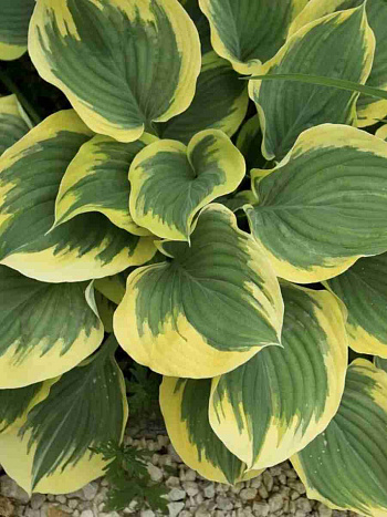 Хоста  Ivory coast