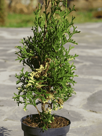 Туя  западная Konfettii