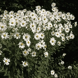 Нивяник поздний