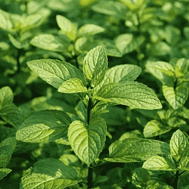 Мята Белый шоколад