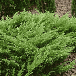 Можжевельник казацкий  Rockery Gem