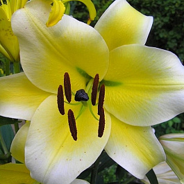 Лилия ОТ-гибрид Конка д'Ор