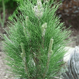 Сосна чёрная Green Rocket