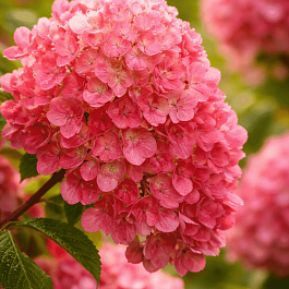 Гортензия метельчатая Краса Лескова