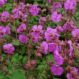 Герань кентабриджийская Karmina