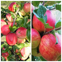 Дерево-сад (5 летка) яблоня 2 сорта Кандиль орловский-Бессемянка Мичуринская