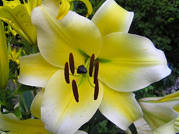 Лилия ОТ-гибрид Конка д'Ор