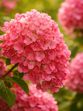 Гортензия метельчатая Краса Лескова