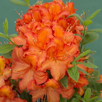 Азалия гибридная Apricot