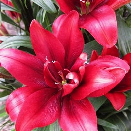 Лилия азиатская махровая Блад Бразерз