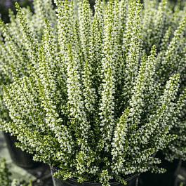 Вереск обыкновенный Vera