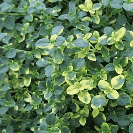 Тимьян лимоннопахнущий Sambesi