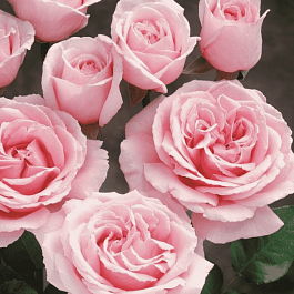 Роза Чайно-гибридная Frederic Mistral