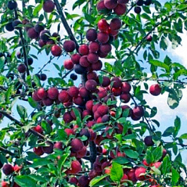 Шарафуга (гибрид) Вельвет Санрайз Шарафуга (гибрид) Вельвет Санрайз