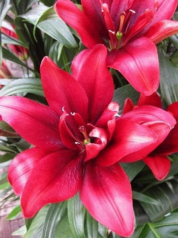 Лилия азиатская махровая Блад Бразерз