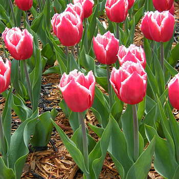 Тюльпан бахромчатый Макарска НАБОР 2ШТ (10+10)