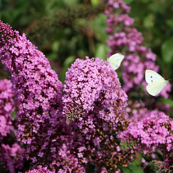 Буддлея Давида Пинк Пантер