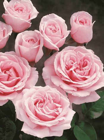 Роза Чайно-гибридная Frederic Mistral