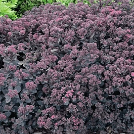 Очиток гибридный Sunsparkler Dazzleberry