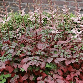 Астильба китайская Color Flash