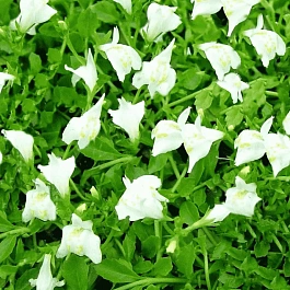 Мазус ползучий Albus