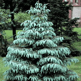 Ель Энгельмана Glauca