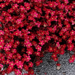 Камнеломка Арендса Saxony Red