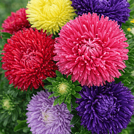 Астра китайская смесь