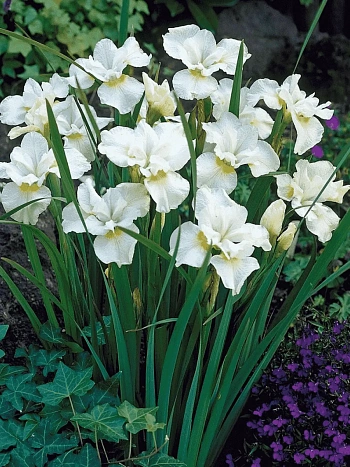 Ирис сибирский Gull's Wing