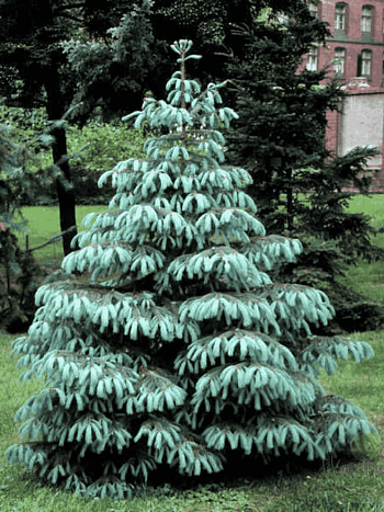 Ель Энгельмана Glauca