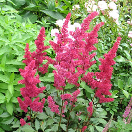 Астильба Арендса Гертруд Брикс