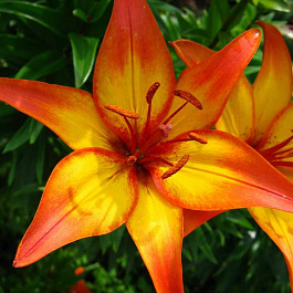 Лилия азиатская Канкун