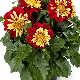 Георгин Dahlietta Surprise Lily