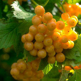 Калина обыкновенная Ксантокарпум