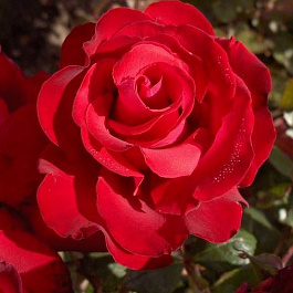 Роза чайно-гибридная Гранд Аморе Роза чайно-гибридная Гранд Аморе