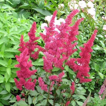 Астильба Арендса Гертруд Брикс